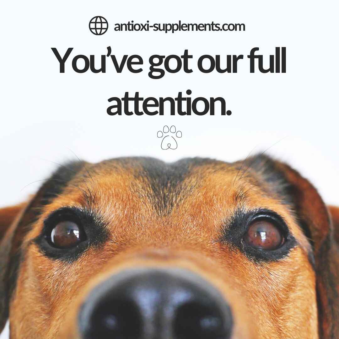 Allergies Blend | Pets - Image 8